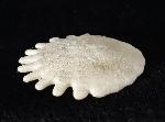 Heliophora orbicularis AGASSIZ 1840 - Bild © FossNet FossilienStore